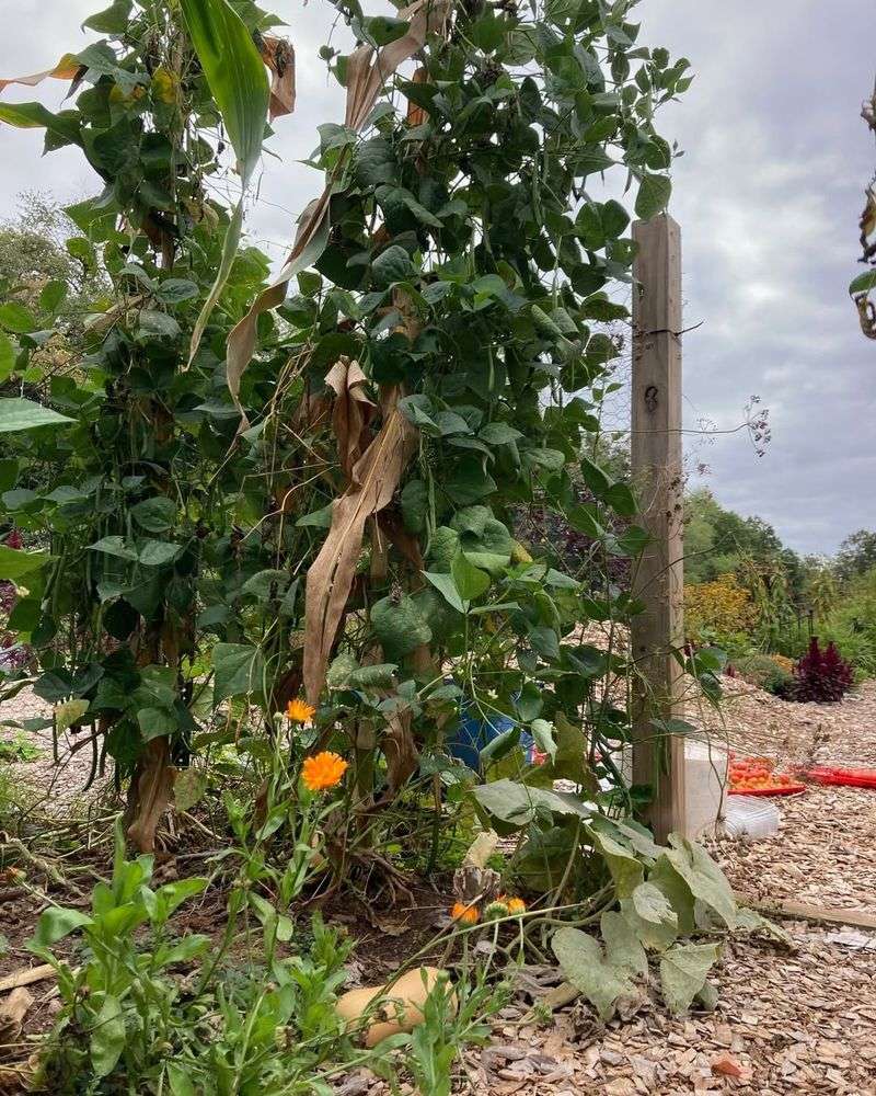 Green Beans With Marigolds