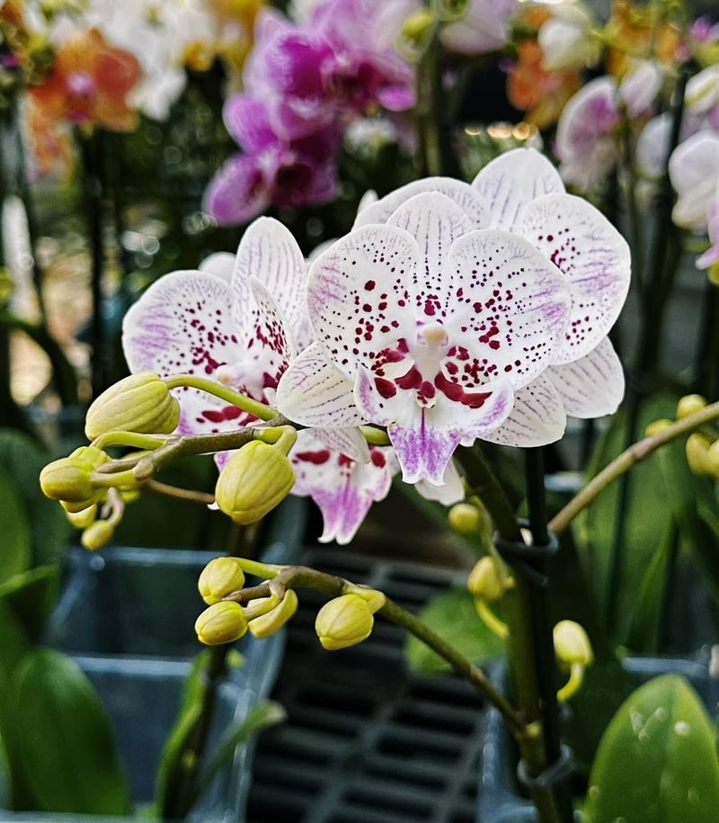 Orchid (Phalaenopsis)
