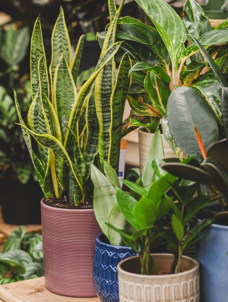 Snake Plant
