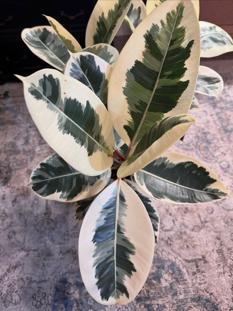 Rubber Plant (Ficus Elastica 'Tineke' Or Green Forms)