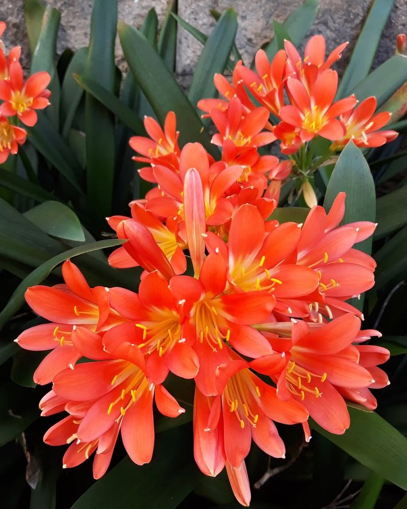 Clivia (Natal Lily)