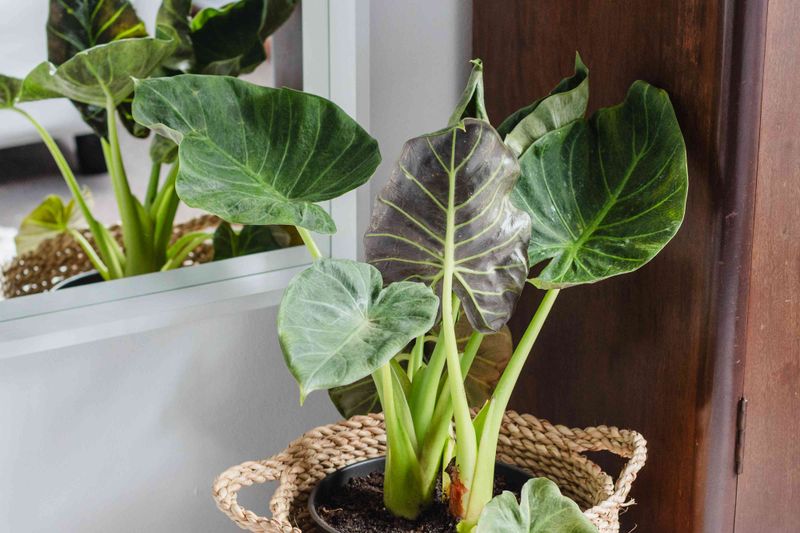 Alocasia (Elephant Ear Houseplants)