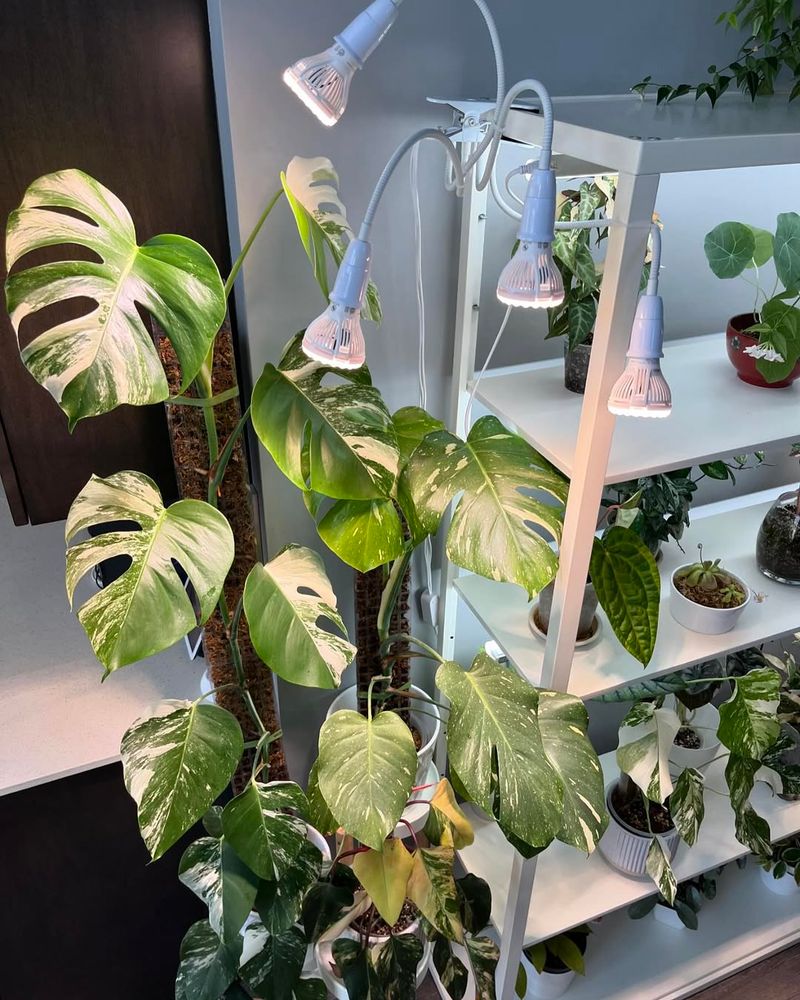 Determine The Optimal Light Duration