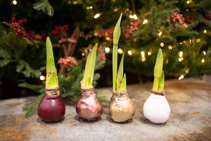 Choose The Right Bulb Size And Quality For Reliable Results