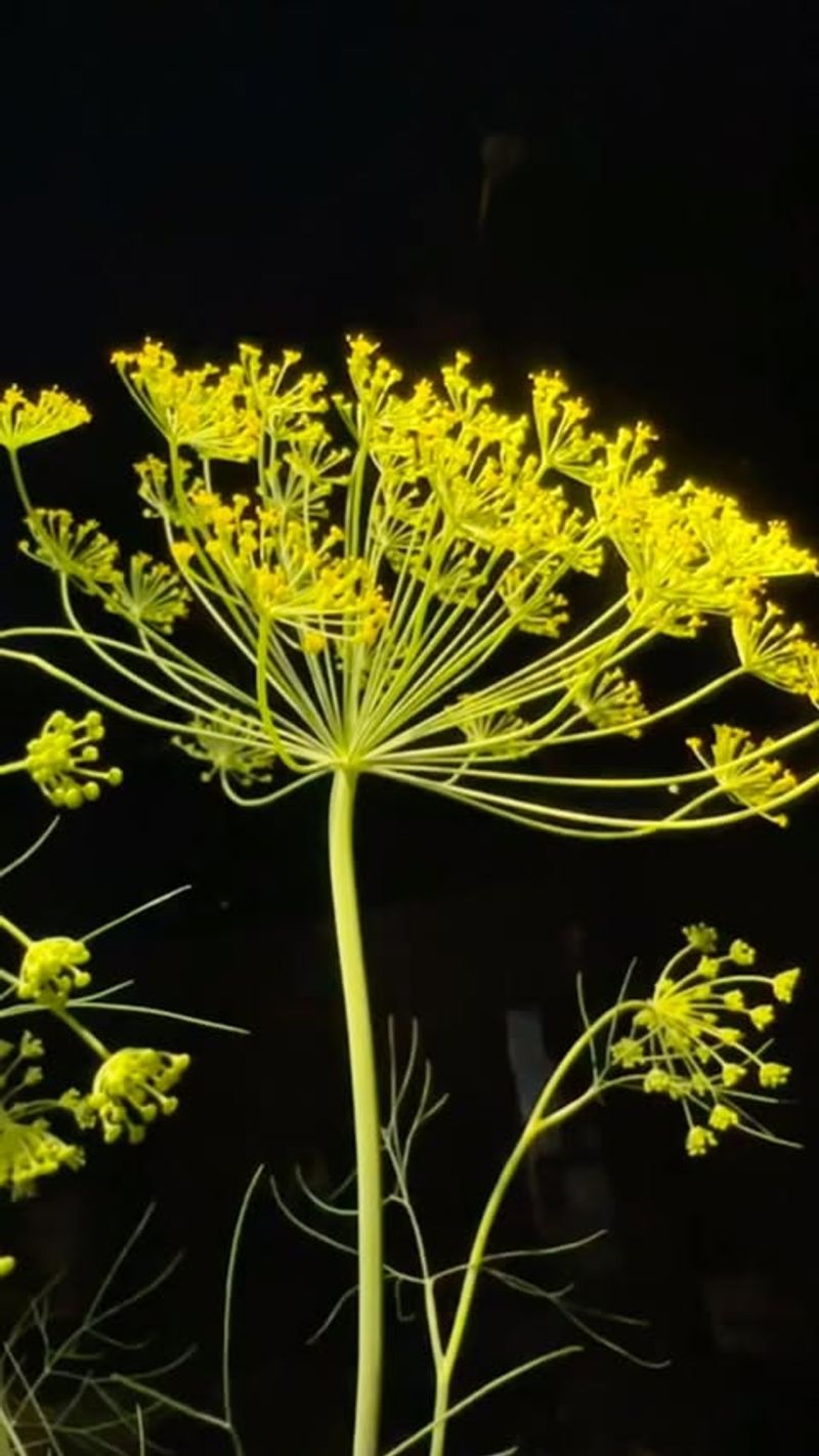 Dill (Anethum Graveolens)