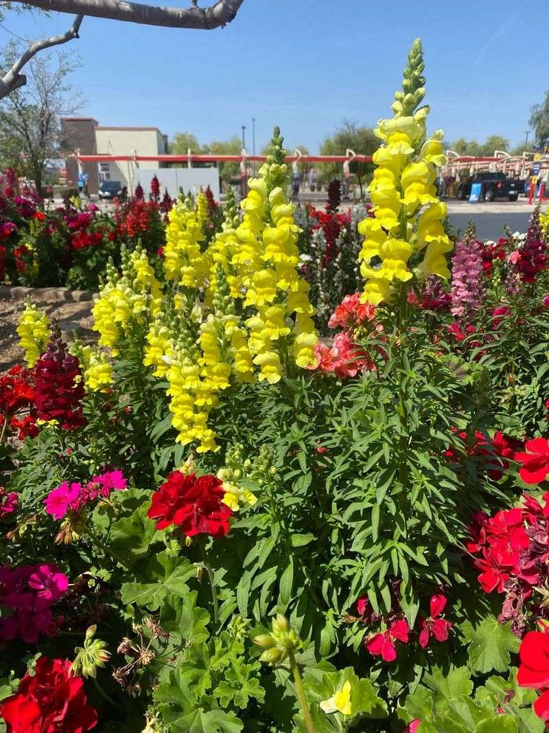 Snapdragons (Antirrhinum Majus)