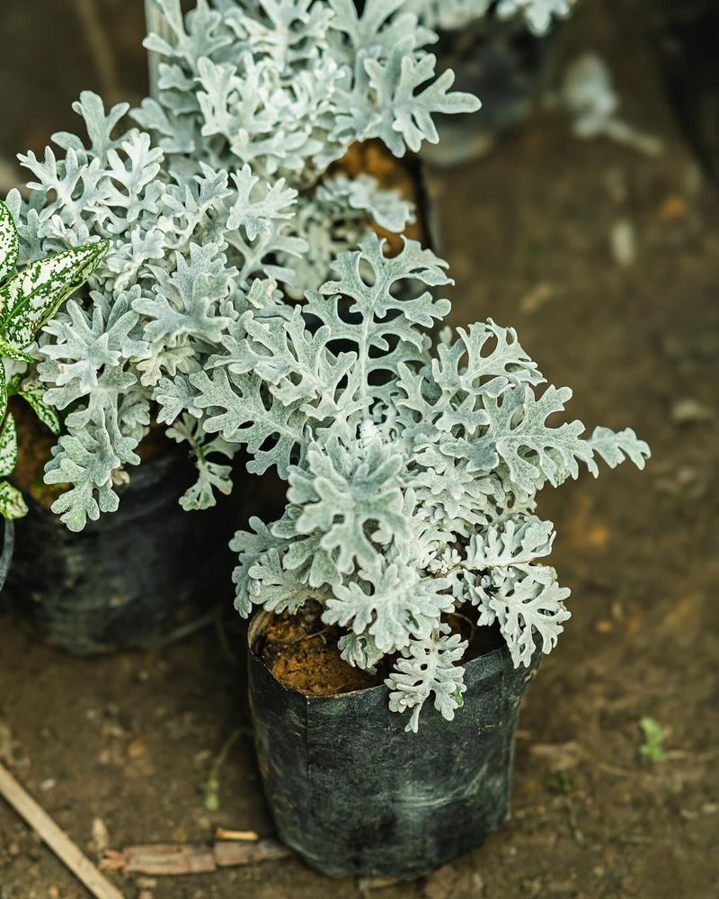 Dusty Miller Provides Silvery Contrast And Textural Interest