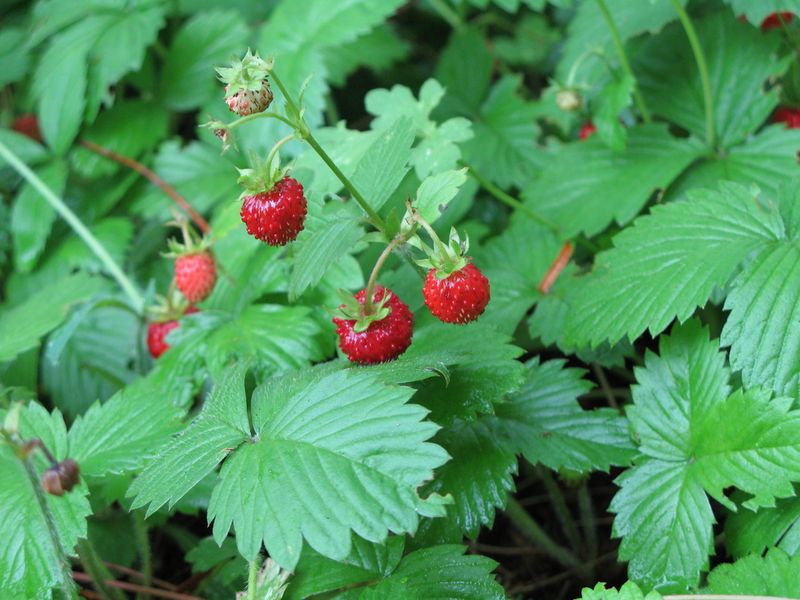 Wild Strawberry (Fragaria Vesca Or Fragaria Californica)