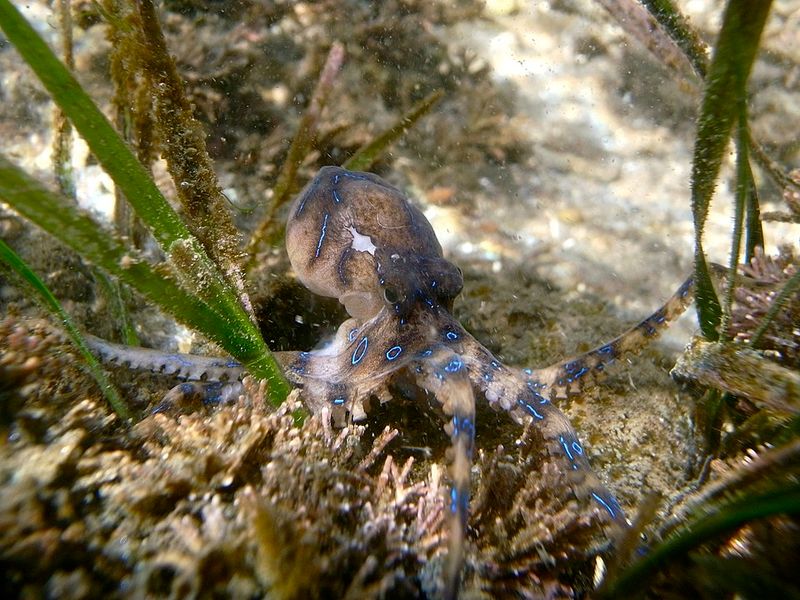 Blue-Ringed Octopus