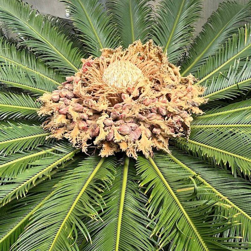 Sago Palm Cycad (Cycas Revoluta)
