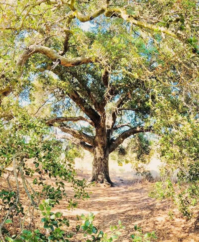 Coast Live Oak (Quercus Agrifolia)