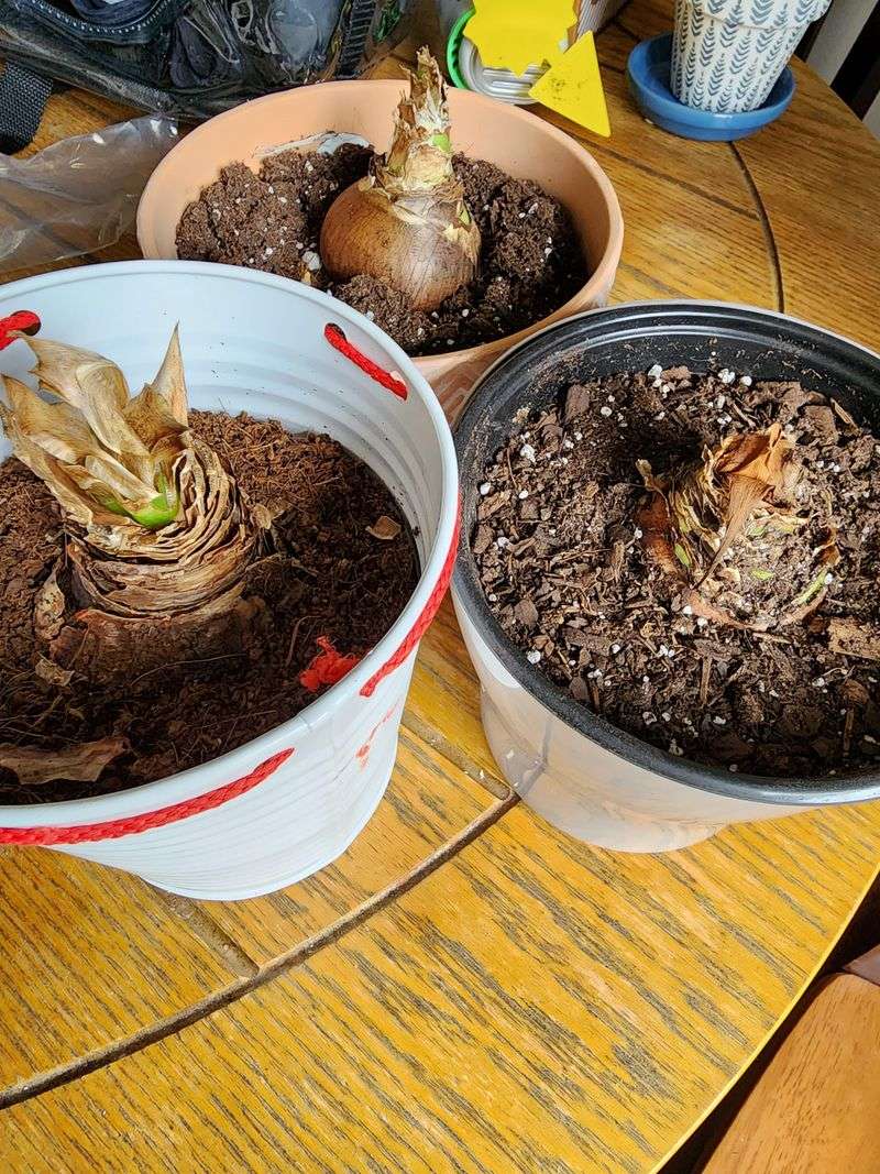 What The Forced Dormancy Method Actually Does For Amaryllis Bulbs
