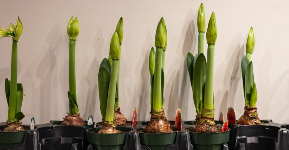 California Gardeners Use This Method To Get Amaryllis Blooming Again Next Year