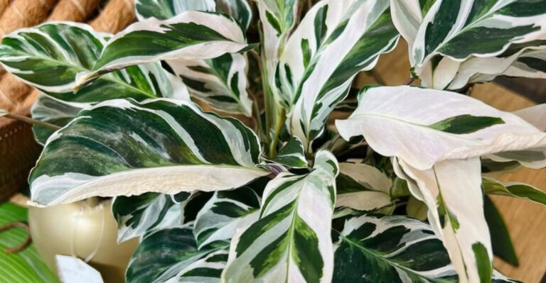 beautiful houseplant