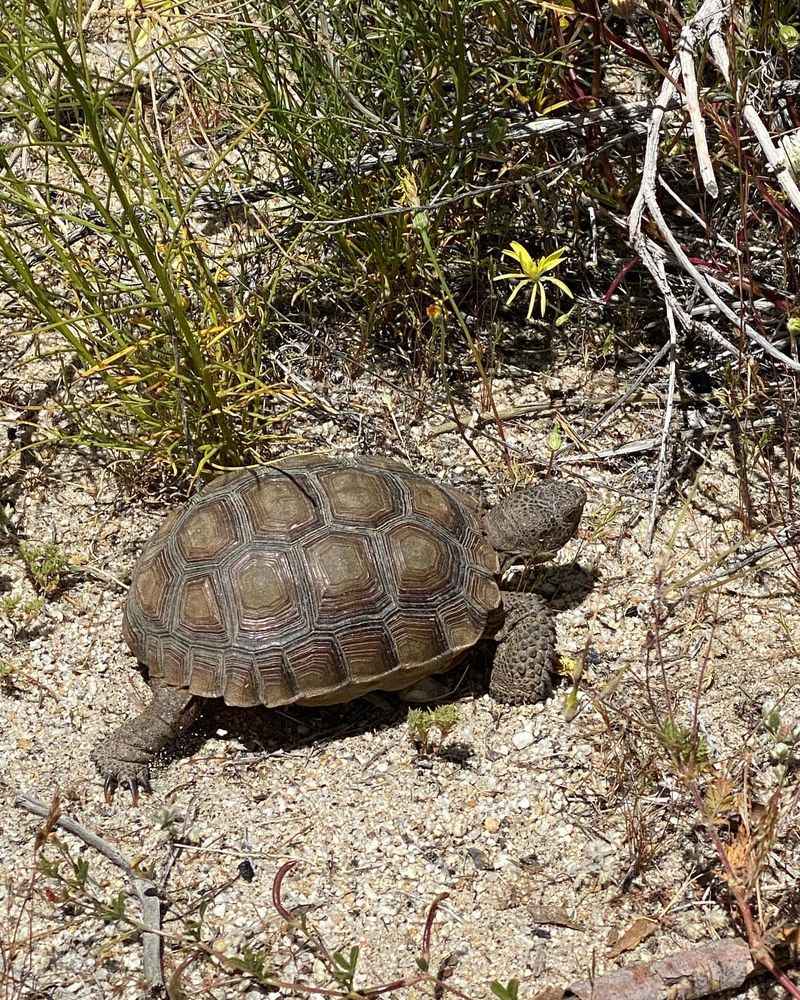 Desert Tortoises In Southern Regions