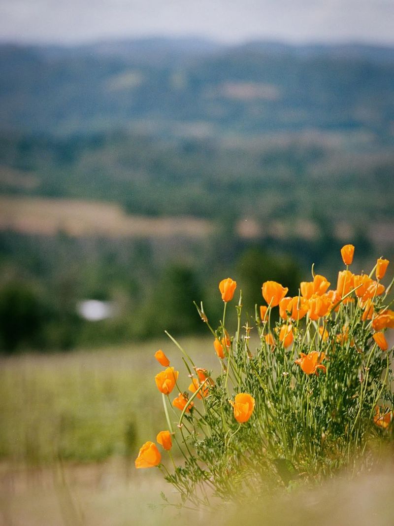 California Poppy: Golden State Icon