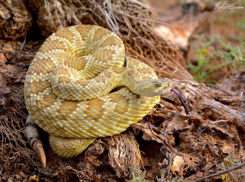 Mojave Rattlesnake