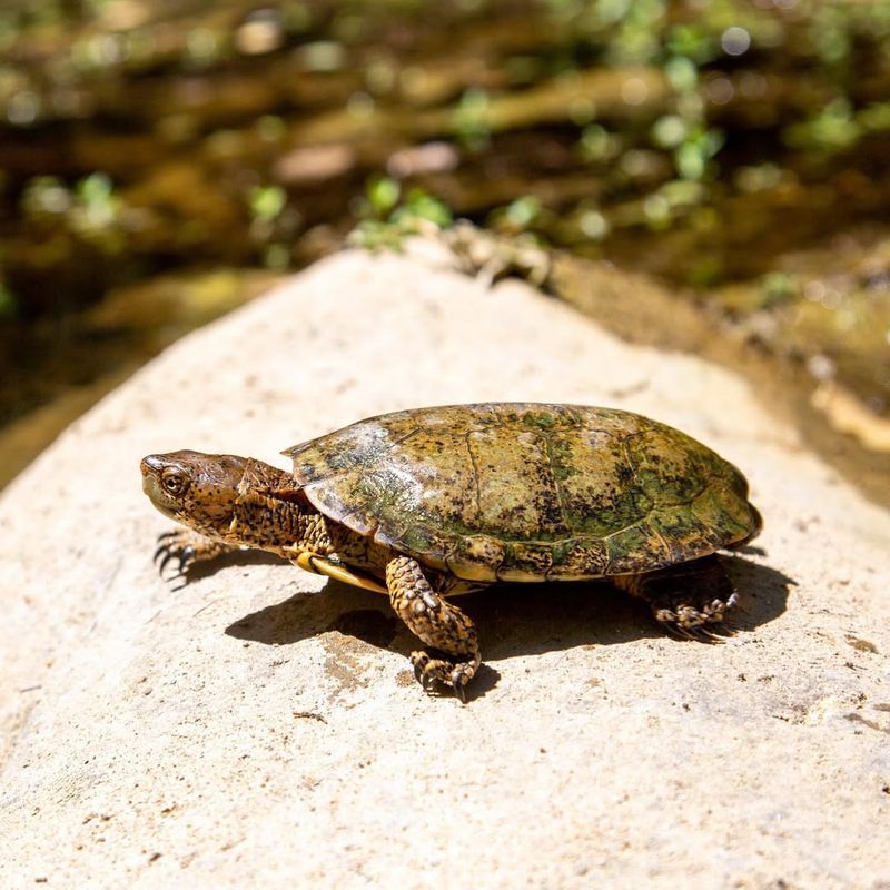 Pacific Pond Turtles