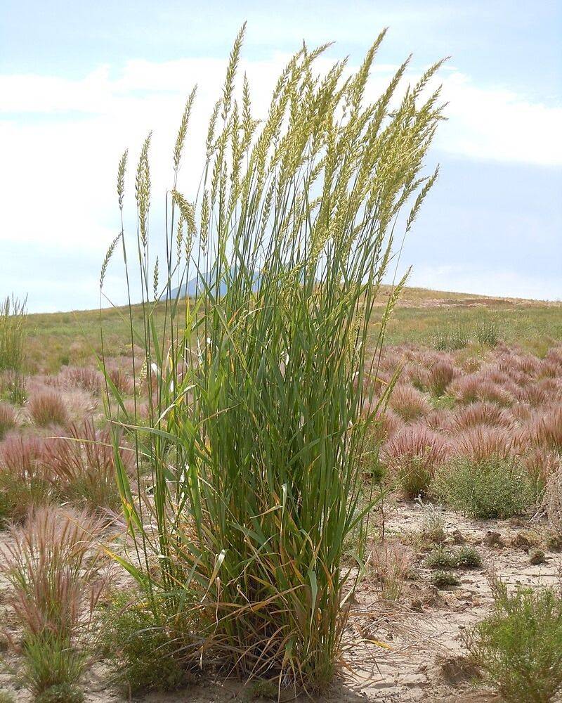 Blue Wildrye