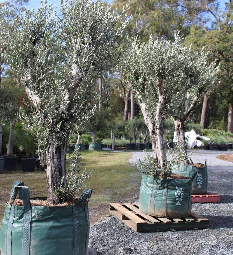 Olive Tree (Olea Europaea)