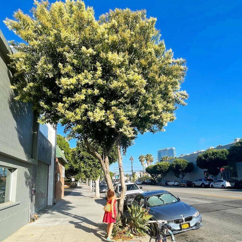 Privet Tree Form (Ligustrum Species)