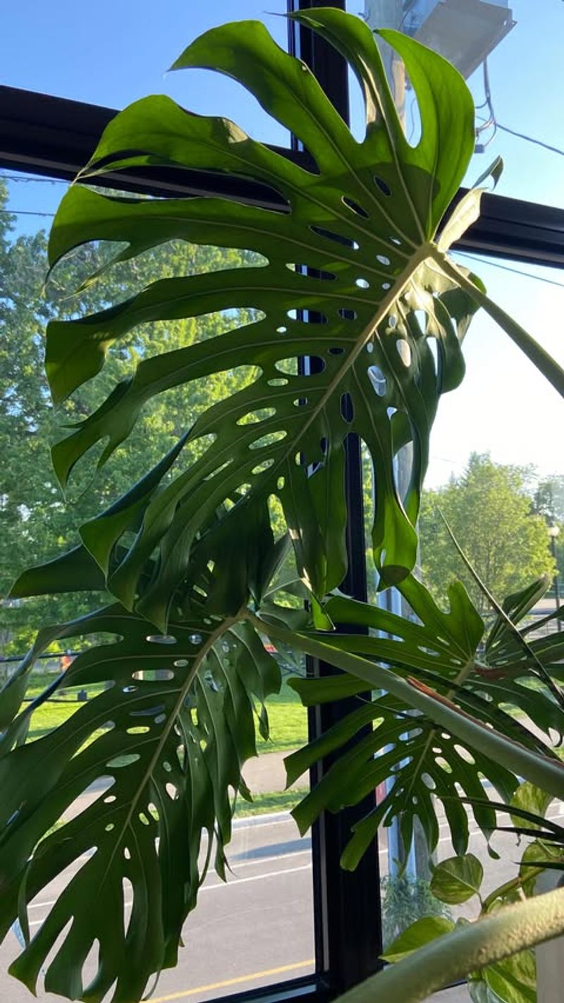 Future Trends Point To Adaptable Statement Plants