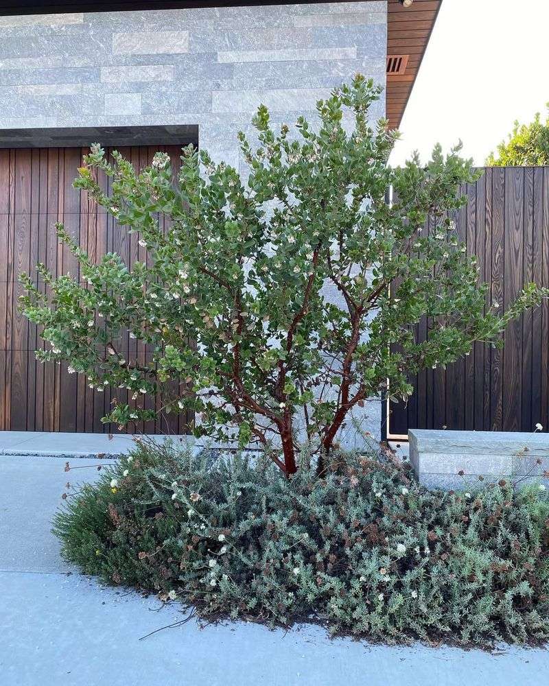 Manzanita: Sculptural Year-Round Interest