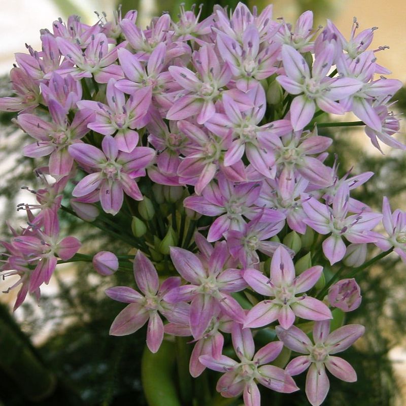 Wild Onion (Allium Unifolium)