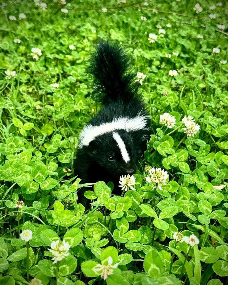 Do Not Chase Or Approach The Skunk