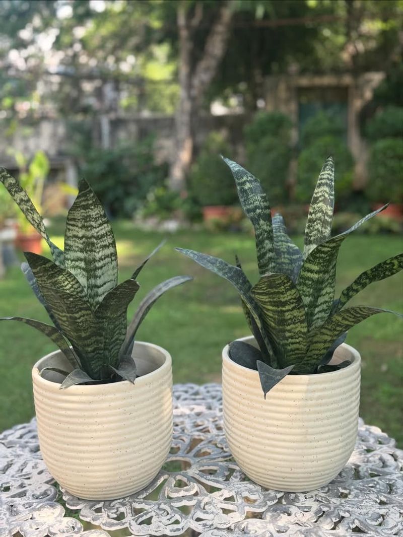 Snake Plant In Pet Homes