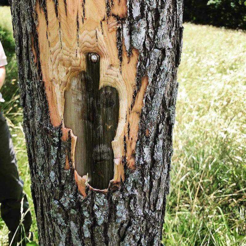 Redbay Tree (When Infected With Laurel Wilt)