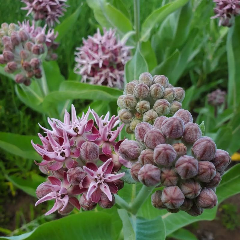 Showy Milkweed