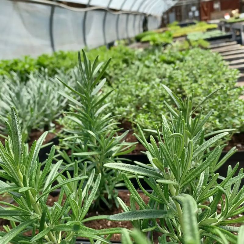 North Shore Coastal Cottage Garden