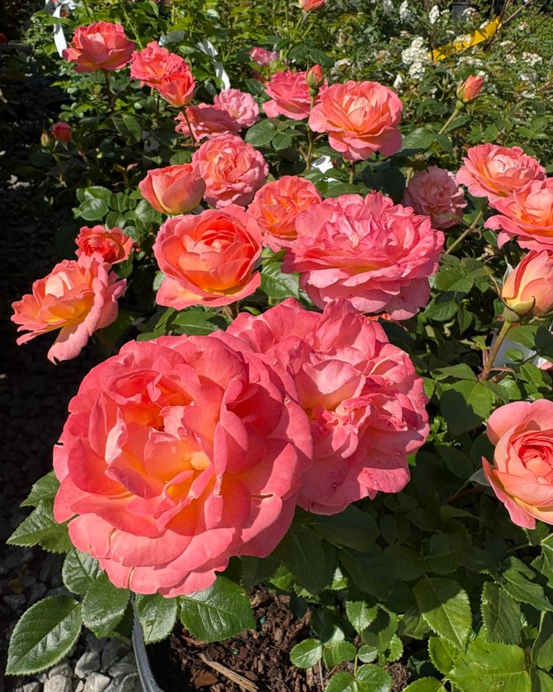 Knockout Rose