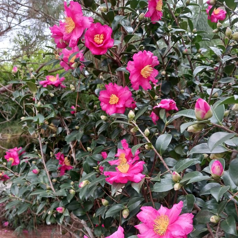 Gardens Host Special Winter Events and Festivals