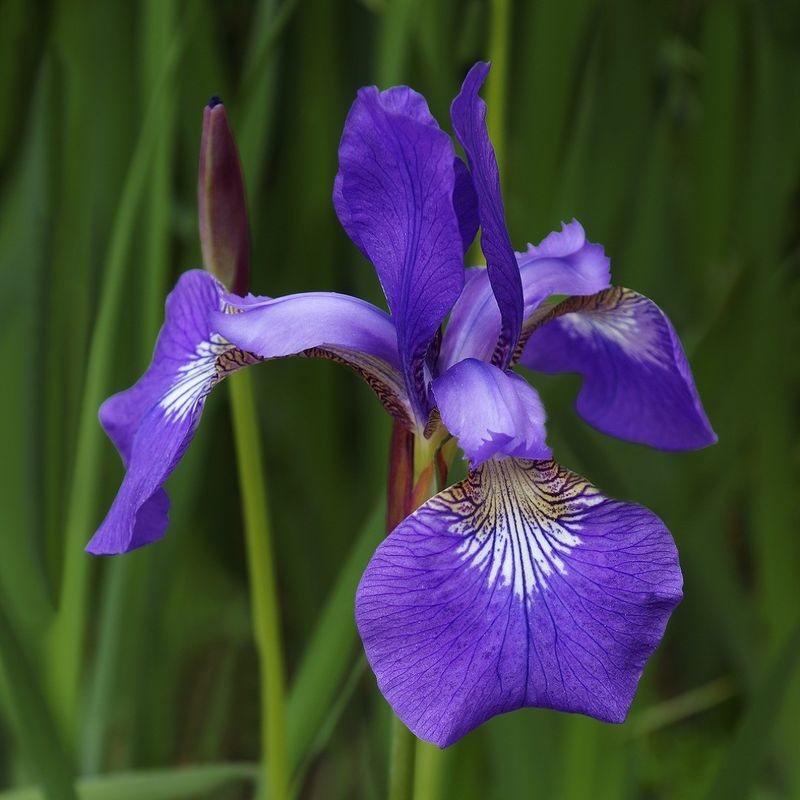 Iris