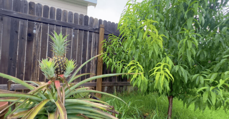 plants (featured image)