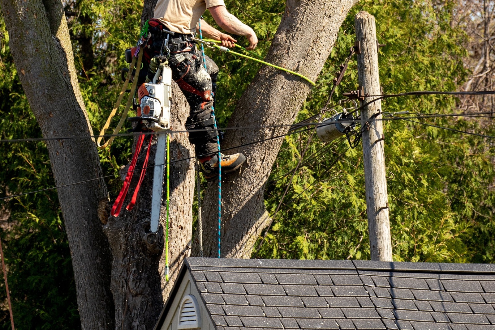 Can Pennsylvania Residents Legally Trim Tree Limbs Touching Their Roof