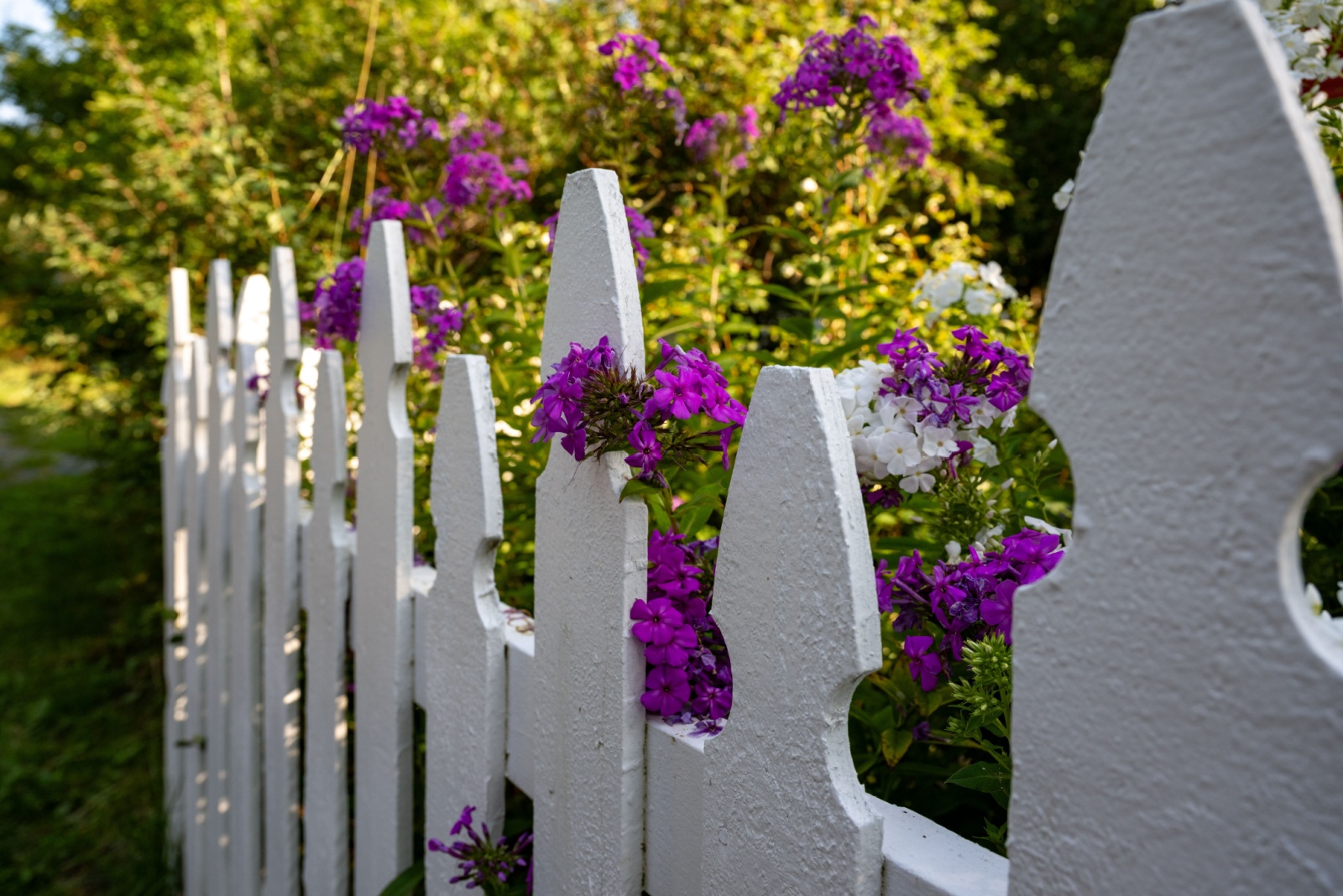 flowers growing over fence