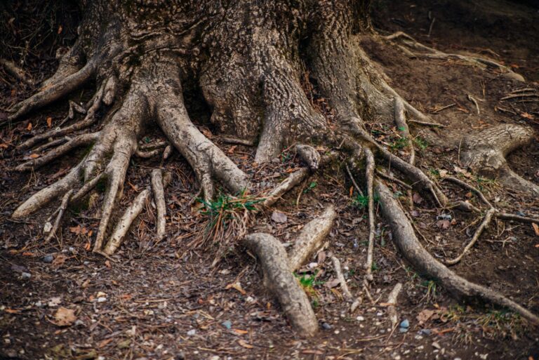 tree roots