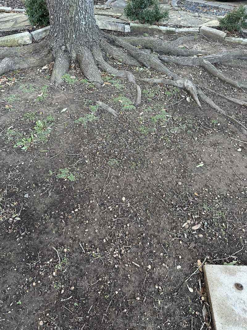 Texas Follows The Self-Help Rule For Tree Roots