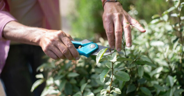 shrub trimming