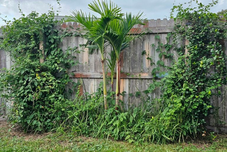 overgrown vine on a fence