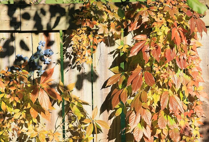 How Texas Property Law Treats Overhanging Vines
