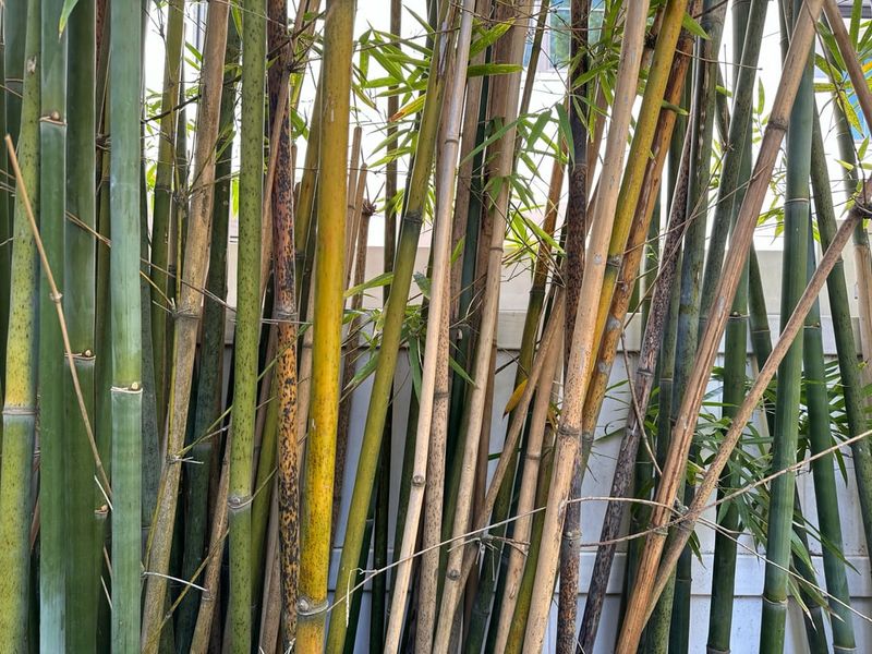 Washington's Property Line Rules Apply To All Plants