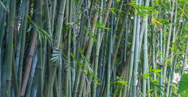bamboo plant