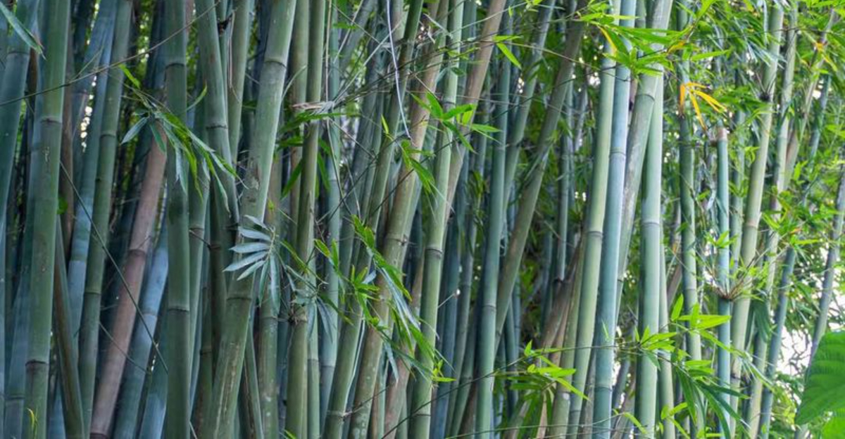 Can You Legally Trim A Neighbor’s Overgrown Bamboo In Washington State