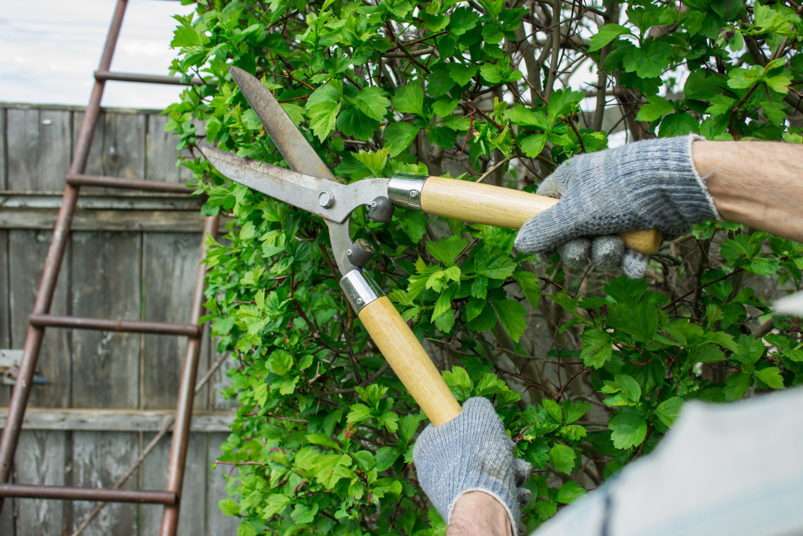 Can You Remove A Neighbor’s Overgrown Hedgerow In Illinois — Homeowners Are Often Surprised