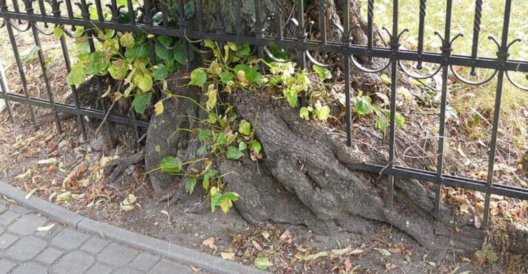 tree roots grow through a fence