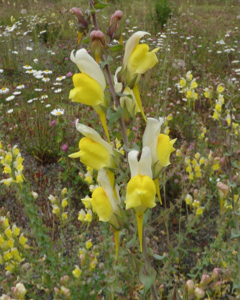 Dalmatian Toadflax